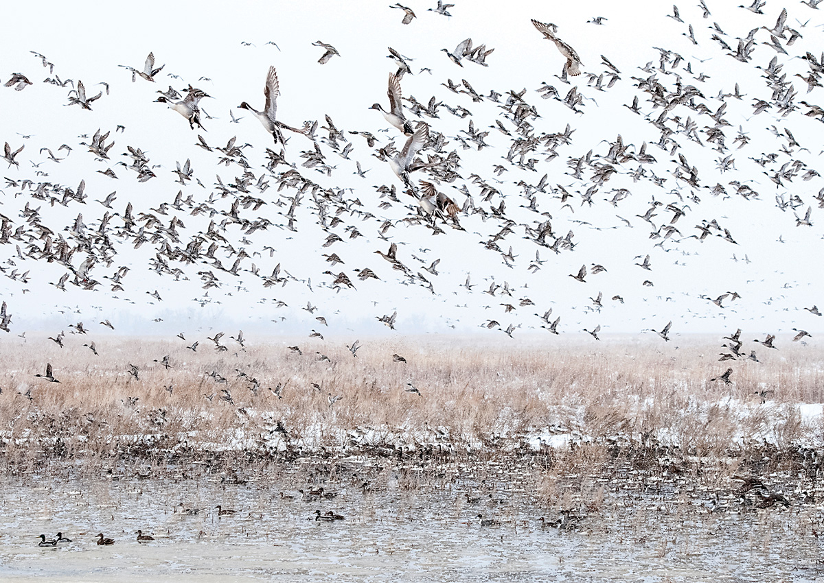 Flock of waterfowl in winter. Photo by DavidStimac.com